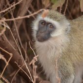  Lake Manyara, TZ